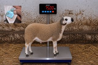 06349317 - 75 Kg