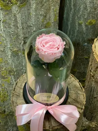 Crio Sweet Pink 