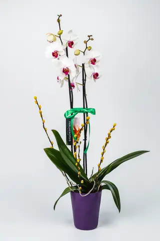 Phalenopsis - Orhidee (Culoare Alba)