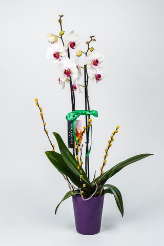 Phalenopsis - Orhidee (Culoare Alba)