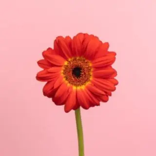 Gerbera singolo