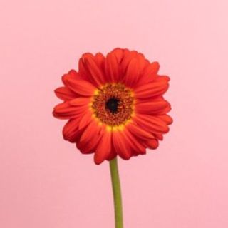 Gerbera singolo