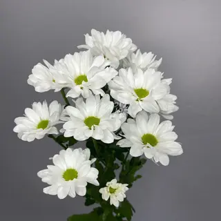 Chryzantema biała
