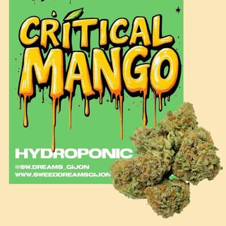 Critical Mango 5G