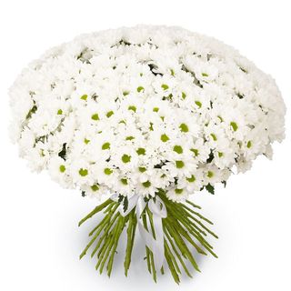 51 біла хризантема 