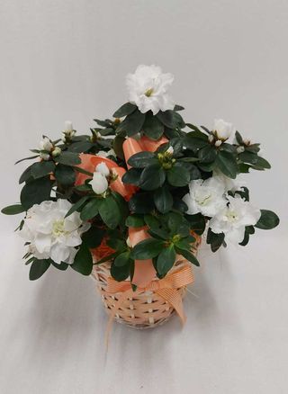 Azalea bianca con cesto