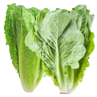 Lechuga Romana 2 piezas
