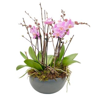 Orhidee in vas ceramic