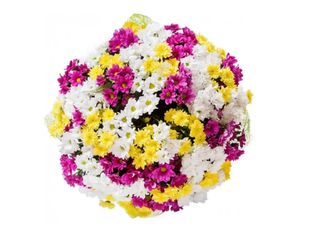 39 Хризантеми, Микс | 1 pieces