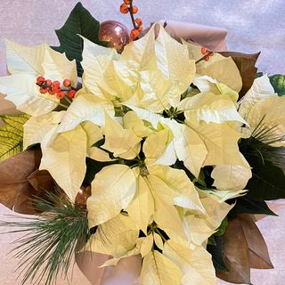 Gwiazda betlejemska biała duża