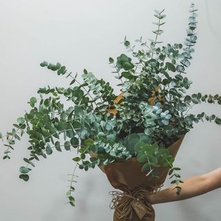 Ramo eucalipto natural (S)