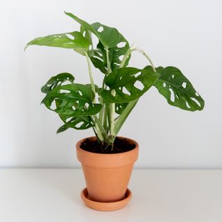 Monstera Andansonii