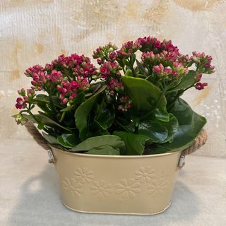 Barca Kalanchoe