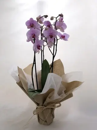 Orquídea Rosa