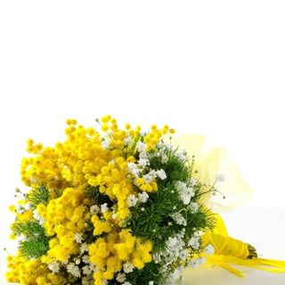 Mimosa con gipsophila 