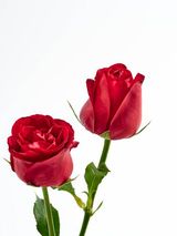 Dos Rosas