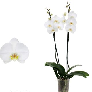 Orquídea Blanca de coleccion