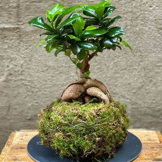 Kokedama ficus ginseng