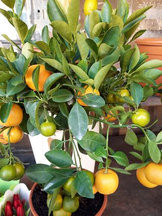 Pianta di Clementine  grande 