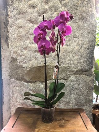 Orquídea Malva