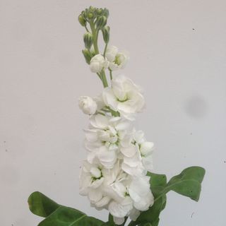 Matthiola alba