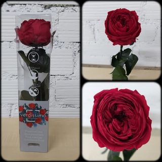 Rosa inglesa preservada