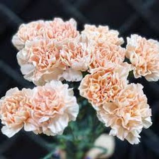 Гвоздика беж