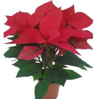 Poinsettia