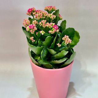 Różowy Kalanchoe.