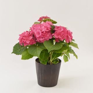 Hortensie la ghiveci diverse culori