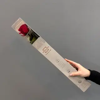 Una rosa larga ( roja ) preservada  