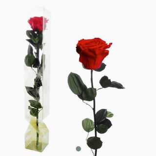 Rosa Eterna Roja Grande