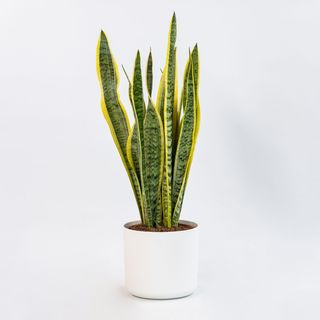 pianta di sanseveria