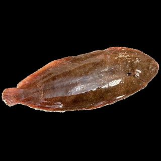 LENGUADO A LA PLANCHA