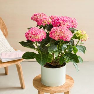 Ortensia: l’amore di una madre