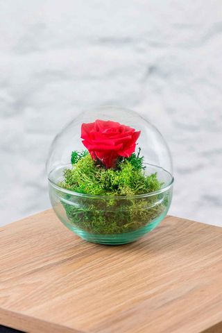 Rosa Eterna Cúpula 12x12