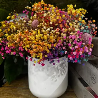 'Paniculata' preservada colorida 
