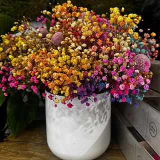 'Paniculata' preservada colorida 