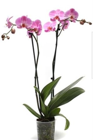 Orhidee 2 tije