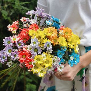 15 ფერადი ჰოლანდიური ქრიზანთემა