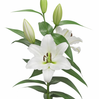 Lilium Oriental Blanco Flor Suelta (Por unidad/No es un ramo/No bouquet) 
