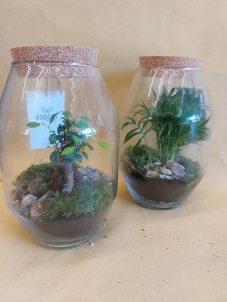 Terrarium