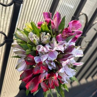 5 гілок альстромерії