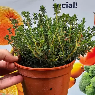 Timo