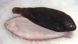 Lenguado De Ría > 800 Gr. > 800 Gr.