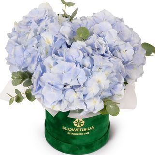 Композиція "Гортензія в блакитному" 