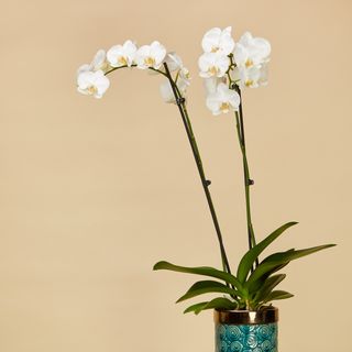 Planta Orhidee Phalaeonopsis 