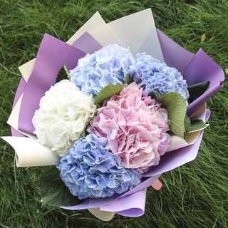 Hydrangea 5