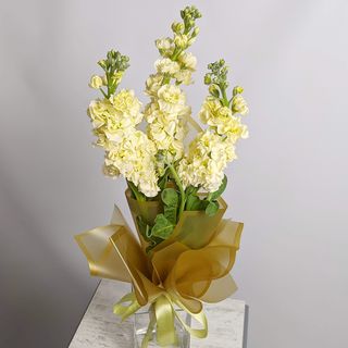 3 მათიოლი 1126