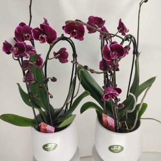 Orquídeas Phalaenopsis Cascata